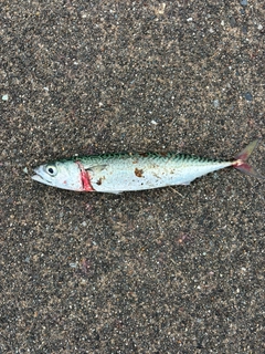マサバの釣果