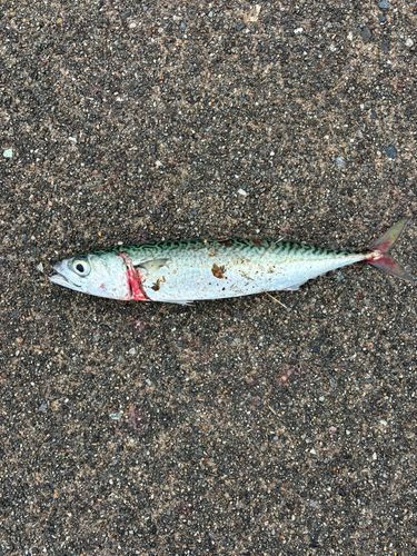 マサバの釣果