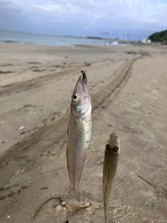 キスの釣果