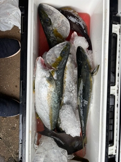 ヒラマサの釣果