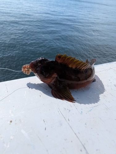 イソギンポの釣果