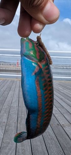 ニシキベラの釣果