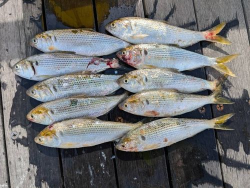 コノシロの釣果
