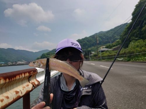 キスの釣果