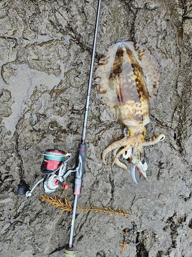 アオリイカの釣果