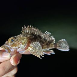 カサゴ