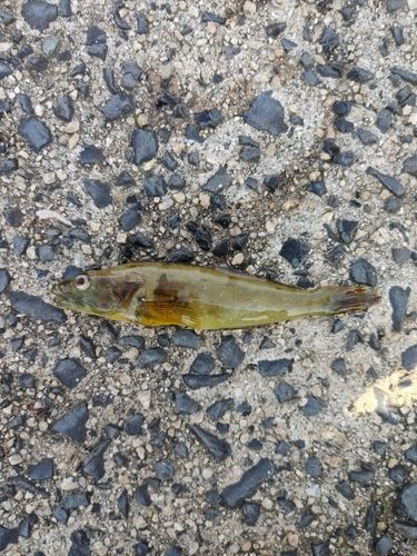 ハゼの釣果