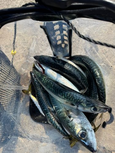 サバの釣果