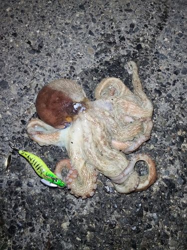 タコの釣果