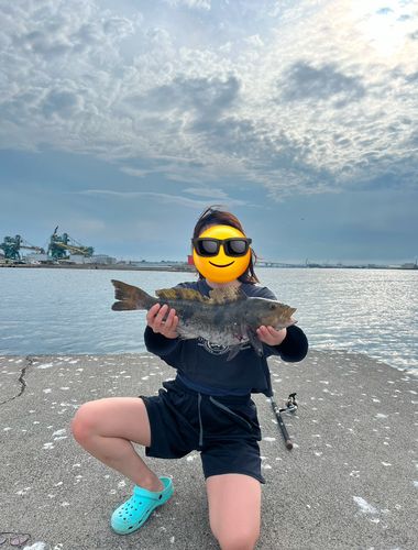 アイナメの釣果
