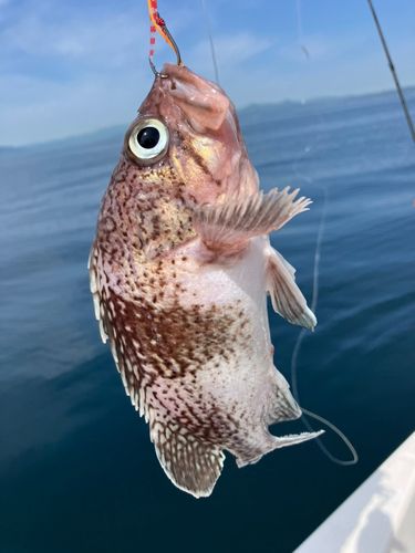ソイの釣果