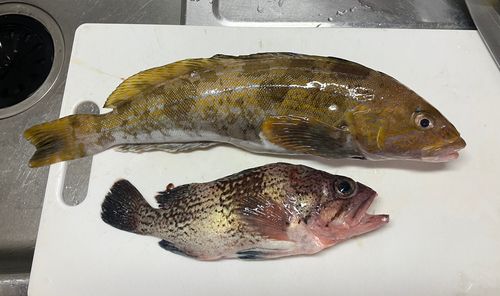アイナメの釣果