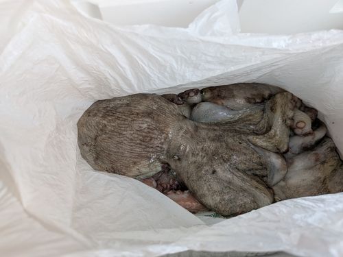 マダコの釣果