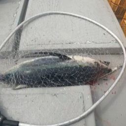 ビンチョウマグロ