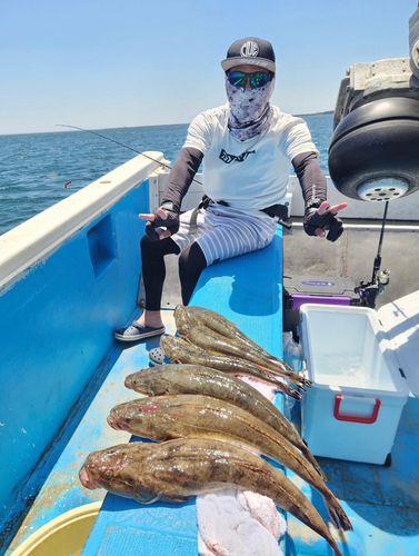 マゴチの釣果