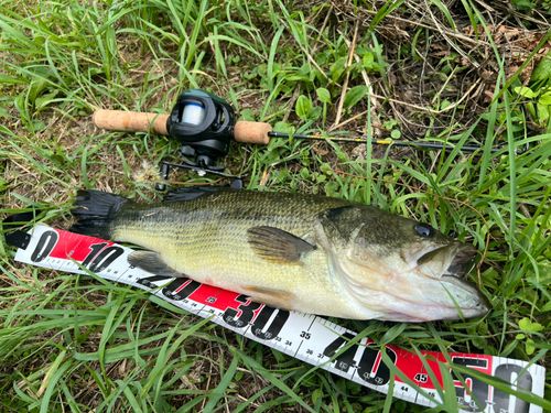 ブラックバスの釣果
