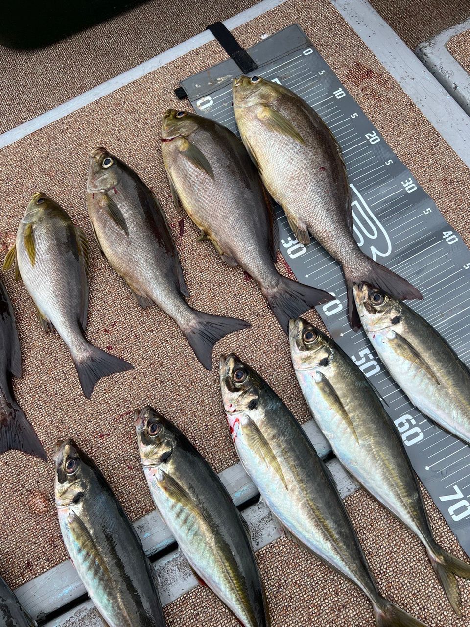 デブリーマン昇平さんの釣果 3枚目の画像