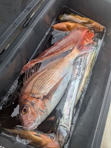 マダイの釣果
