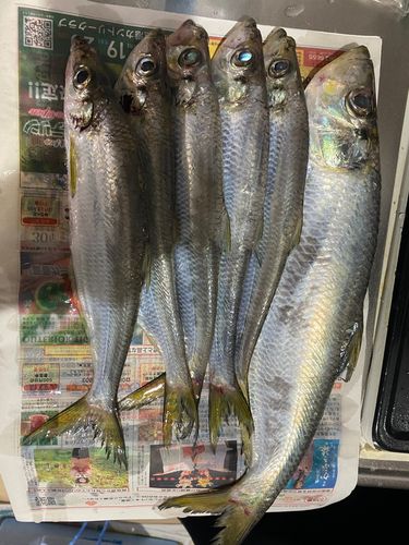 サッパの釣果