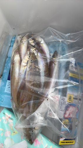 シロギスの釣果