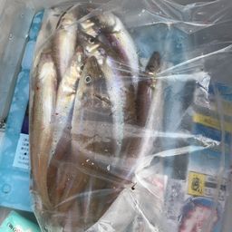 シロギス