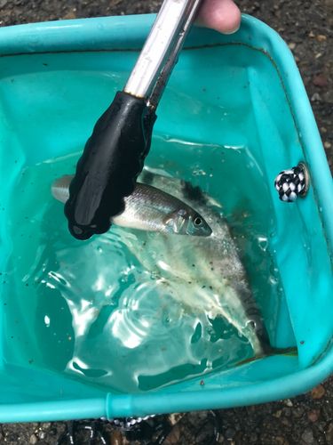 シロギスの釣果