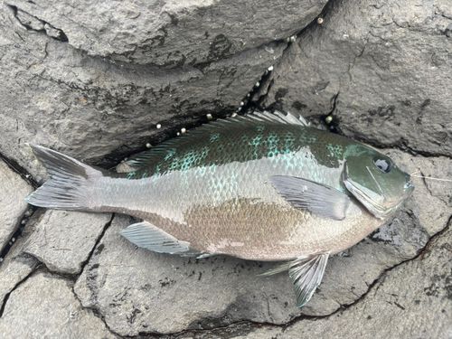 クチブトグレの釣果