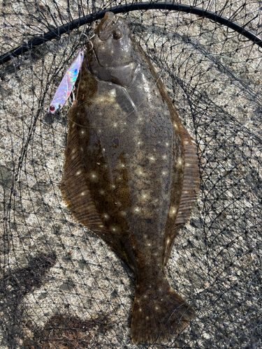 ヒラメの釣果