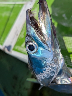 タチウオの釣果