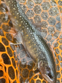 イワナの釣果