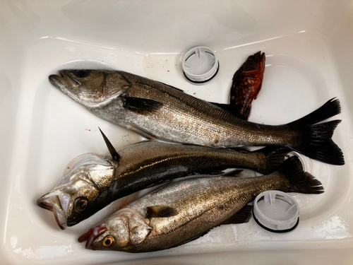 ショア専用アングラー さんの釣り人プロフィール - アングラーズ