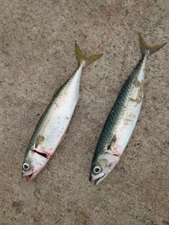 サバの釣果
