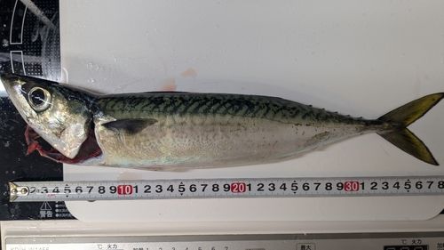 サバの釣果