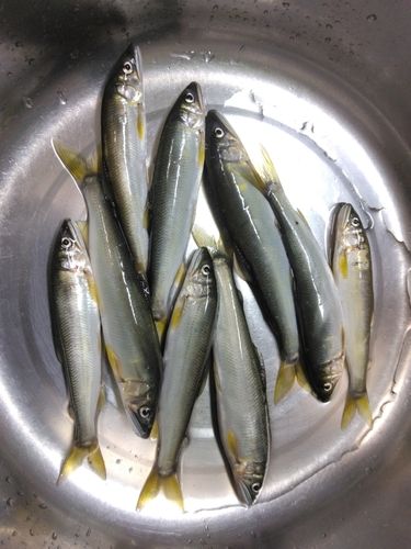 アユの釣果
