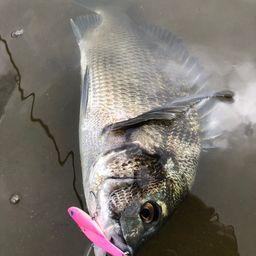 チヌ