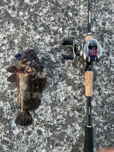 ムラソイの釣果