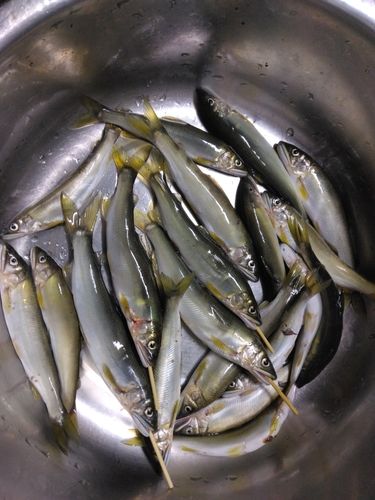 アユの釣果