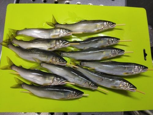 アユの釣果