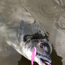 チヌ