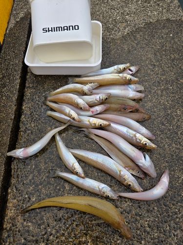 キスの釣果