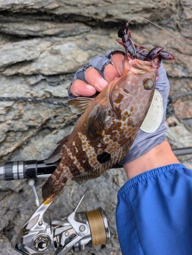 キジハタの釣果