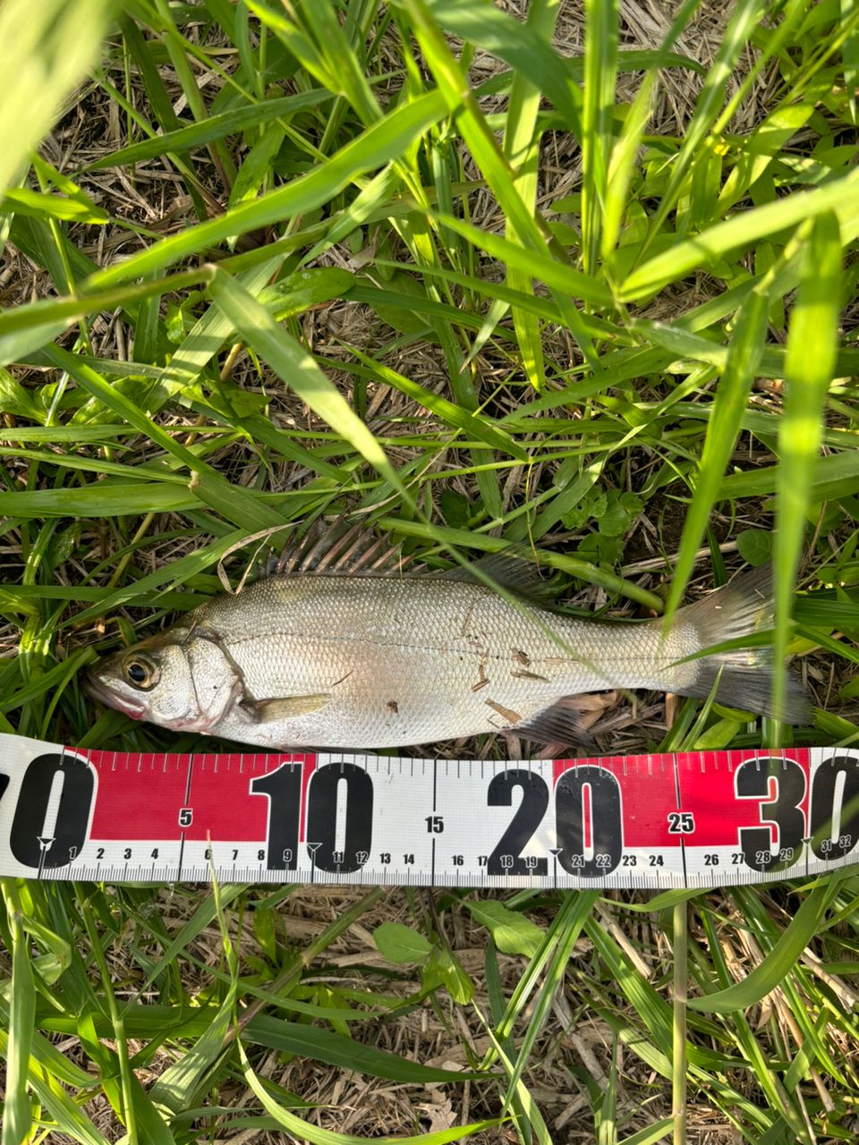 セイゴ（ヒラスズキ）