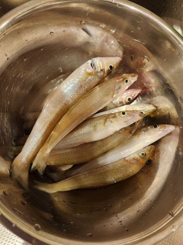 キスの釣果