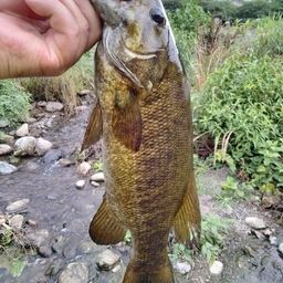 スモールマウスバス