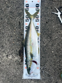 ヒラマサの釣果