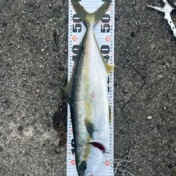 ヒラマサ