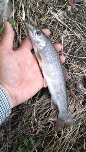 イワナの釣果