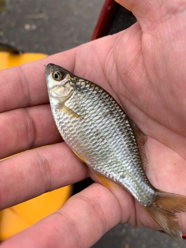 カネヒラの釣果