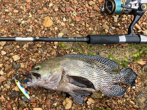 ナミハタの釣果