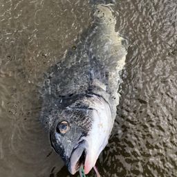チヌ